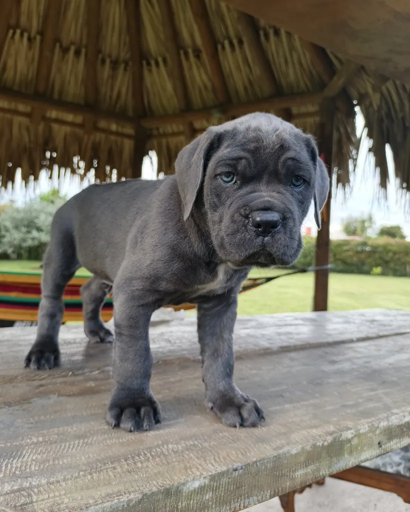 Cane Corso de raza pura — Mascooriente