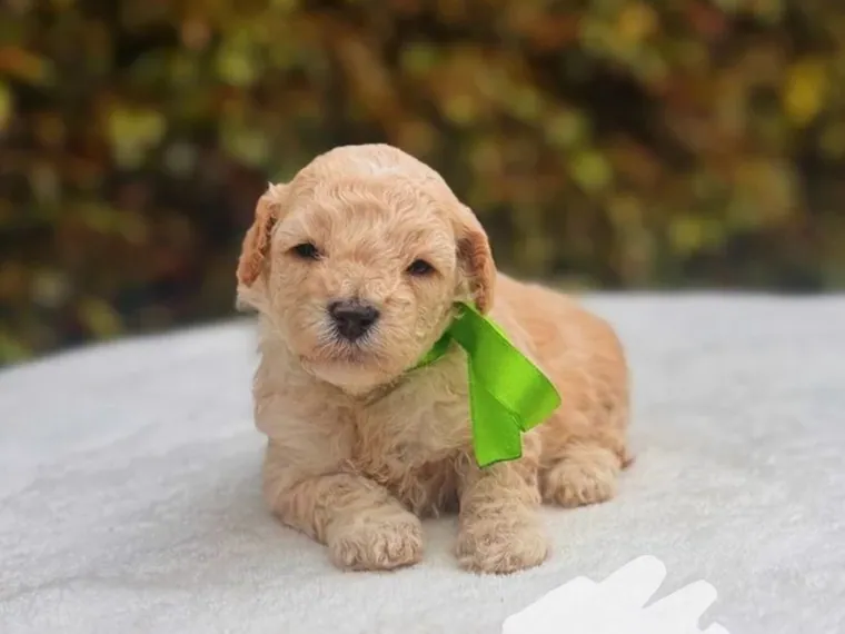 Caniche — carácter y personalidad