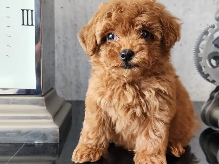 Caniche de raza pura en casa — Mascooriente