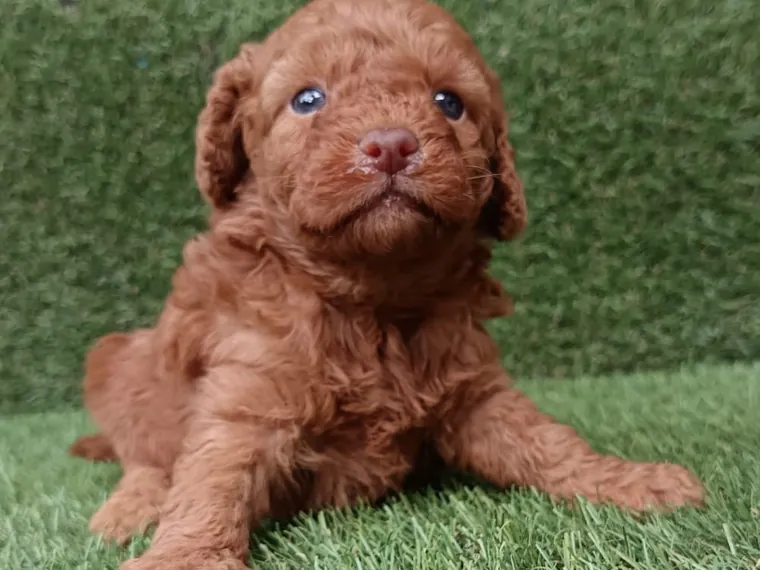 Caniche de raza pura — Mascooriente