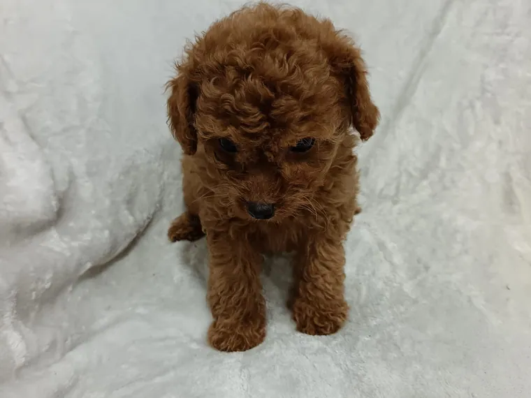 Caniche de raza pura — Mascooriente
