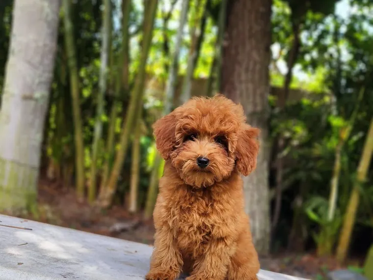 Caniche de raza pura — Mascooriente