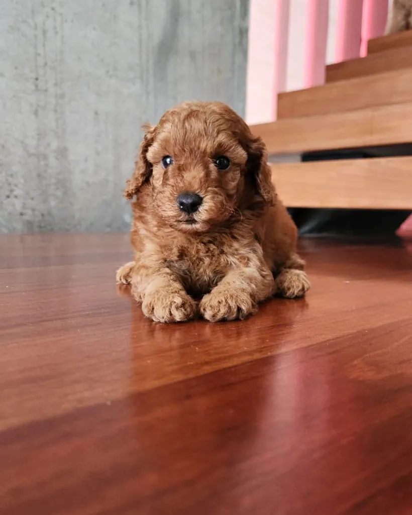 Caniche de raza pura — Mascooriente