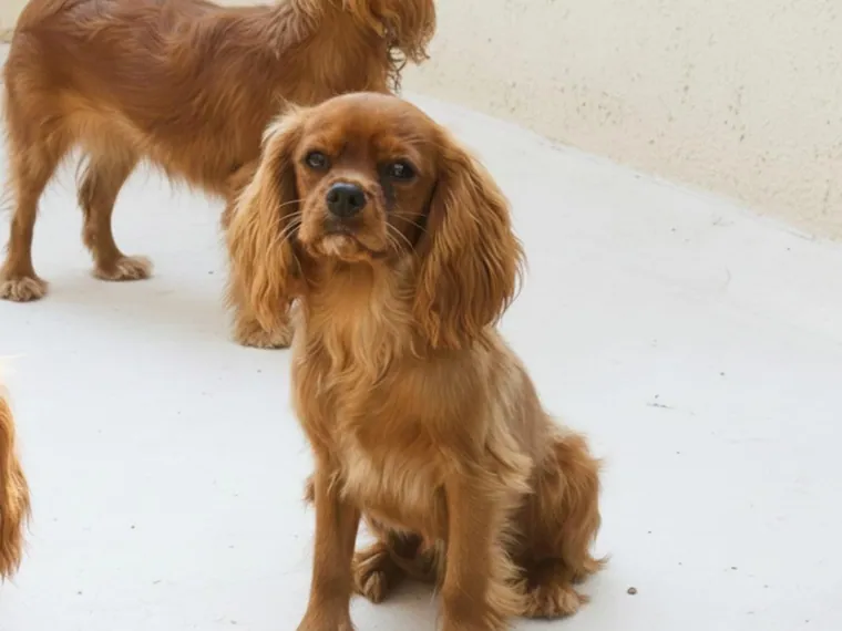 Cavalier King — carácter y personalidad