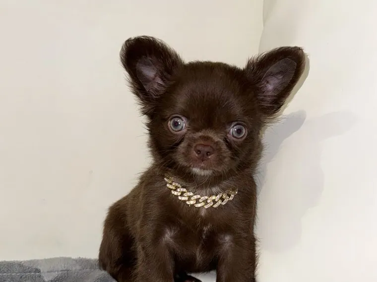 Chihuahua — carácter y personalidad