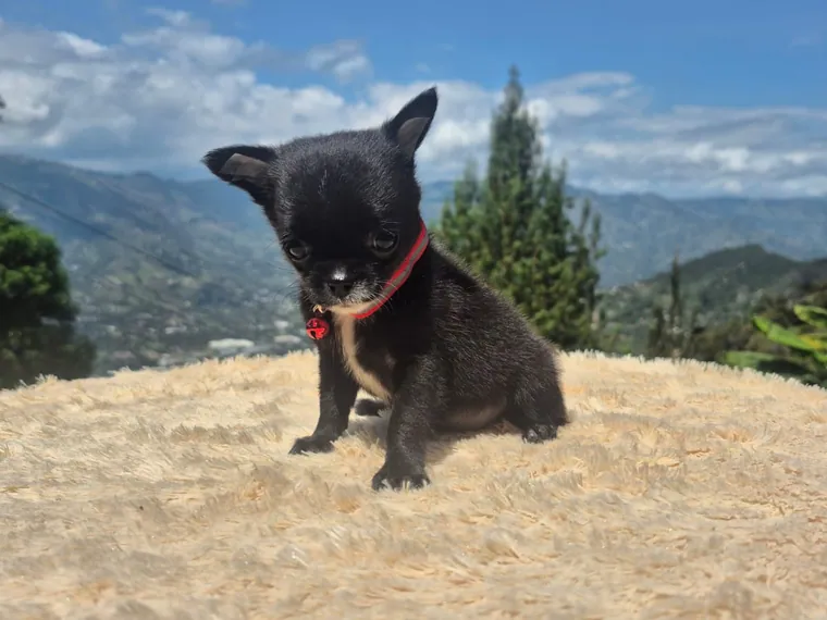 Chihuahua — cuidados
