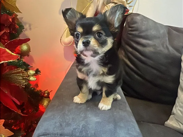 Chihuahua de raza pura en casa — Mascooriente