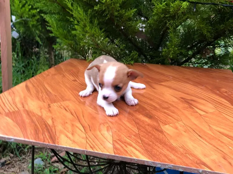 Chihuahua de raza pura — Mascooriente