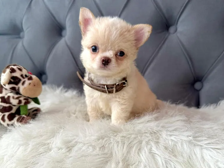 Chihuahua de raza pura — Mascooriente