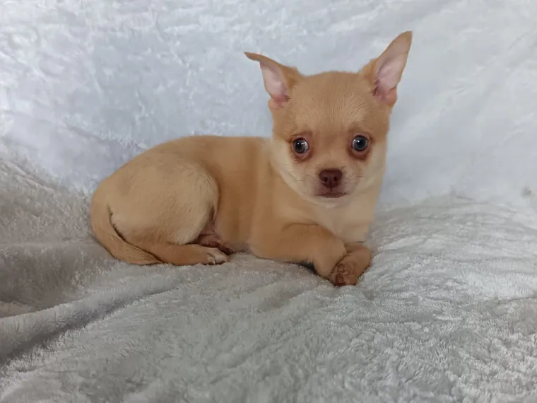 Chihuahua de raza pura — Mascooriente