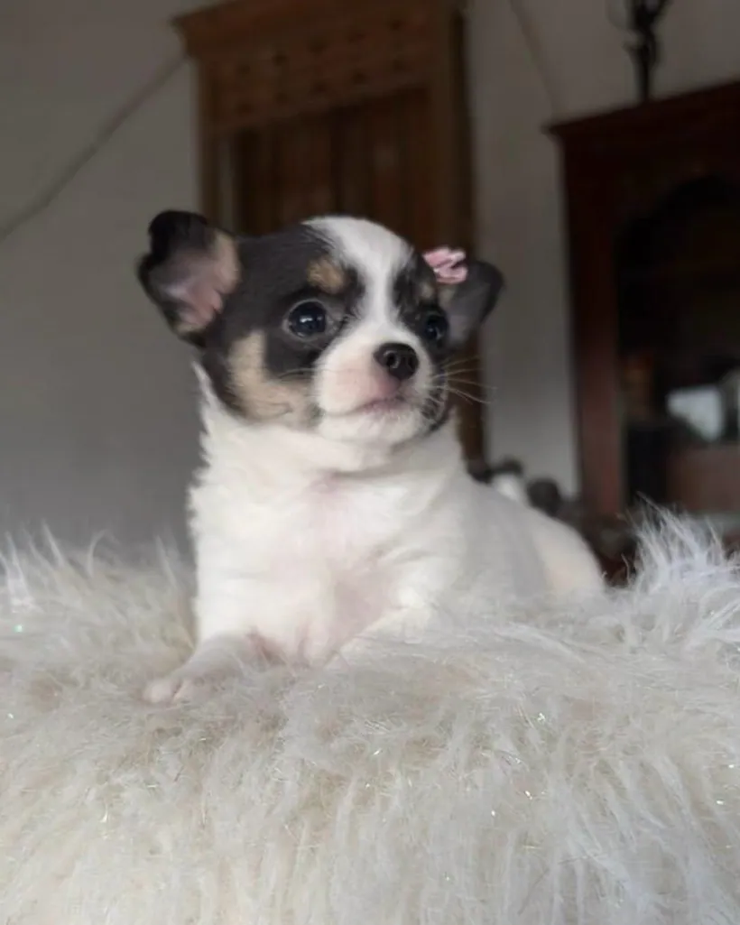 Chihuahua