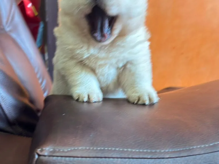 Chow Chow — carácter y personalidad