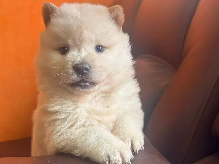 Chow Chow — cuidados