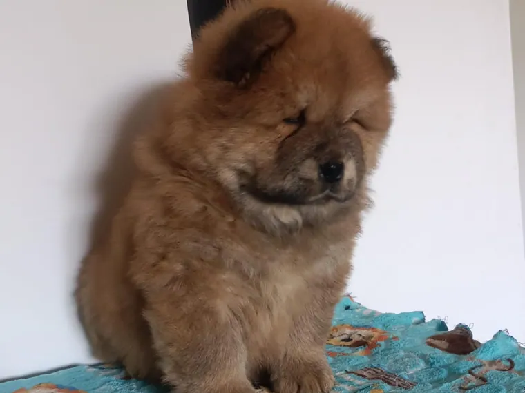 Chow Chow de raza pura en casa — Mascooriente