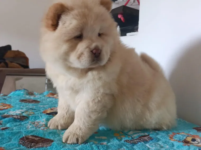 Chow Chow de raza pura — Mascooriente