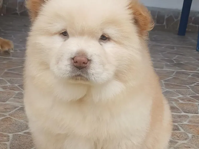 Chow Chow de raza pura — Mascooriente