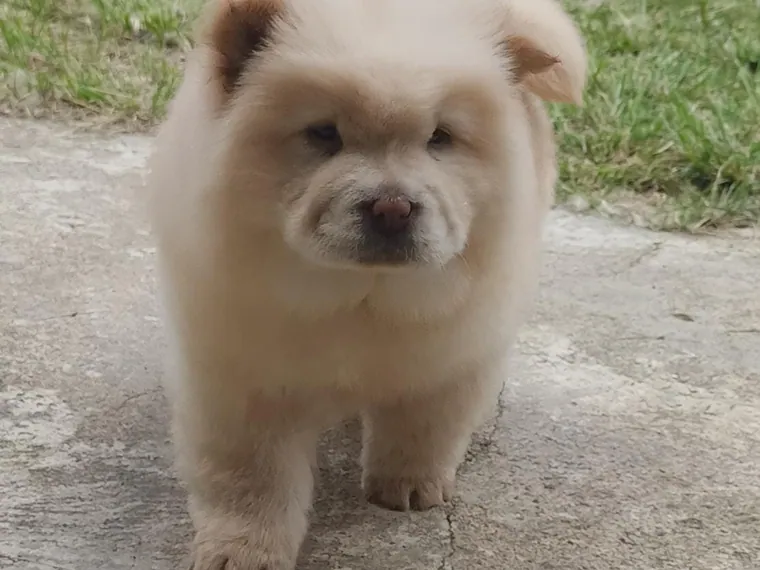 Chow Chow de raza pura — Mascooriente