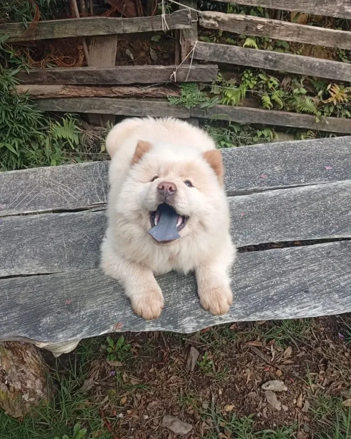 Chow Chow de raza pura — Mascooriente