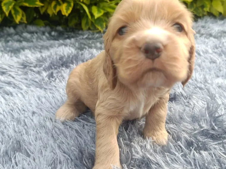 Cocker Spaniel — carácter y personalidad
