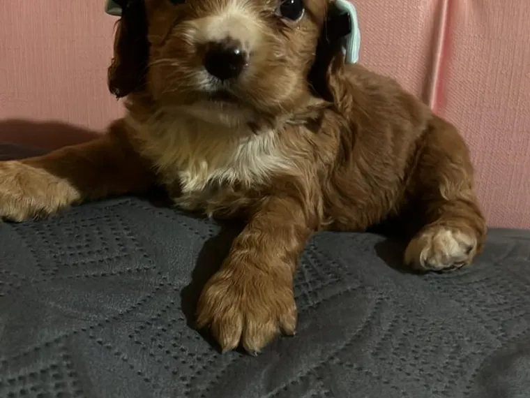 Cocker Spaniel — cuidados