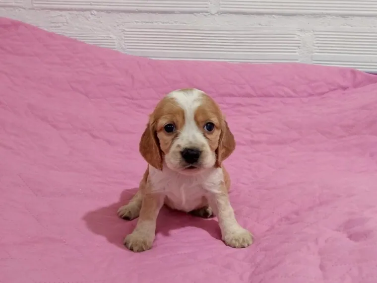 Cocker Spaniel de raza pura en casa — Mascooriente