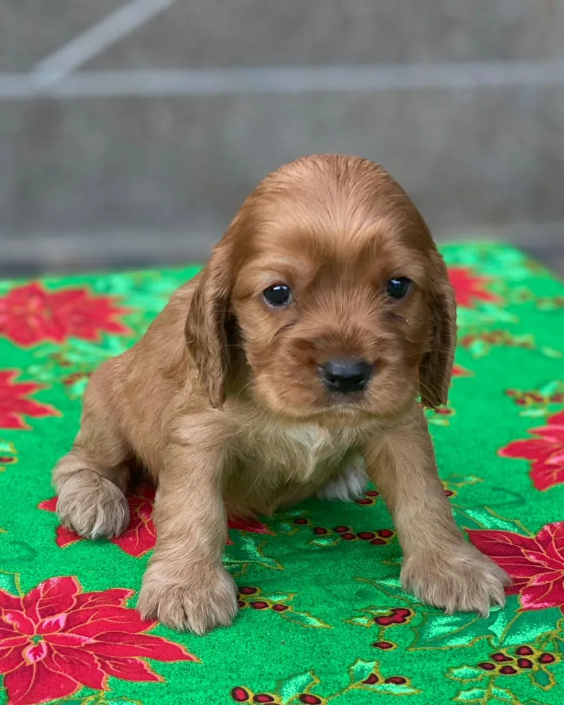 Cocker Spaniel de raza pura — Mascooriente