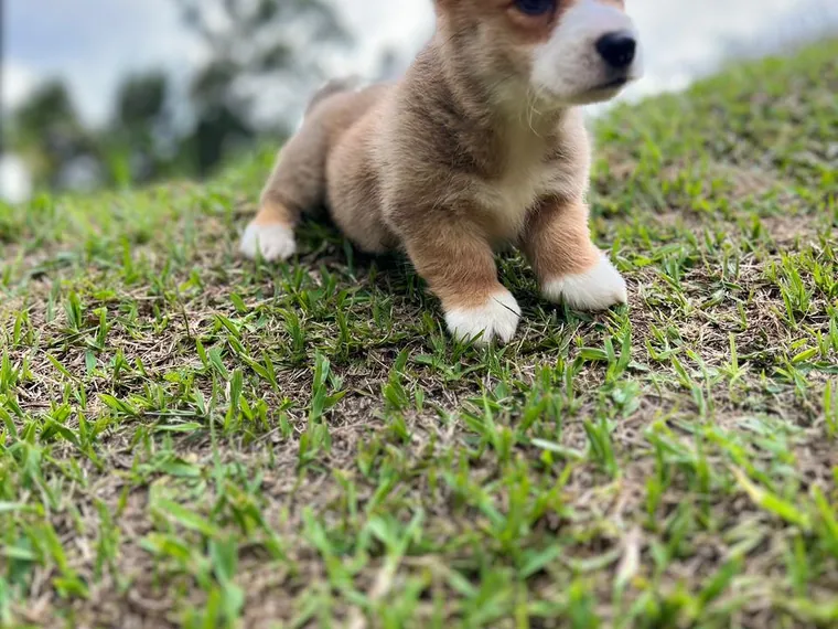Corgi Galés de Pembroke — carácter y personalidad