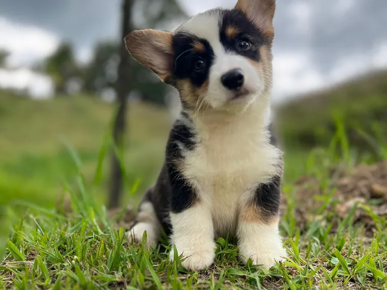 Corgi Galés de Pembroke — cuidados