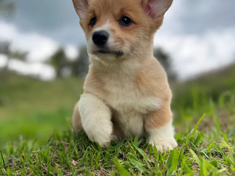 Corgi Galés de Pembroke de raza pura en casa — Mascooriente