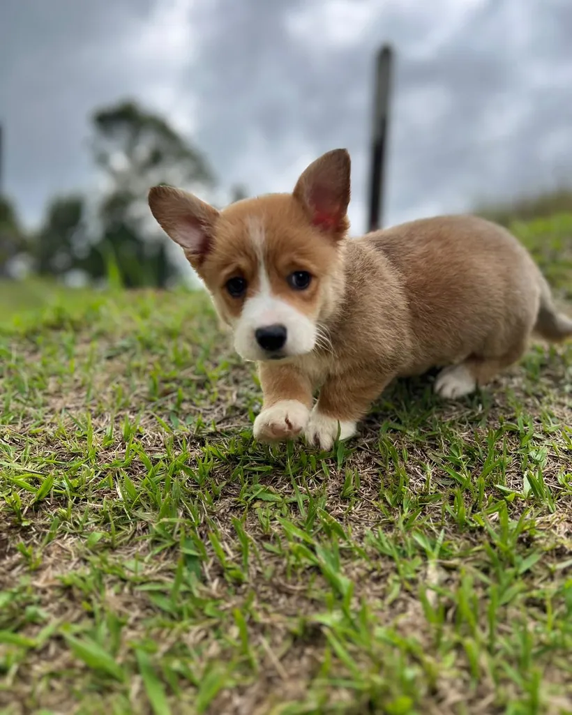 Corgi Galés de Pembroke de raza pura — Mascooriente