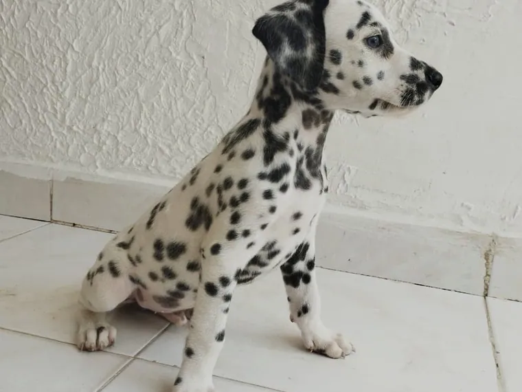 Dálmata — cuidados