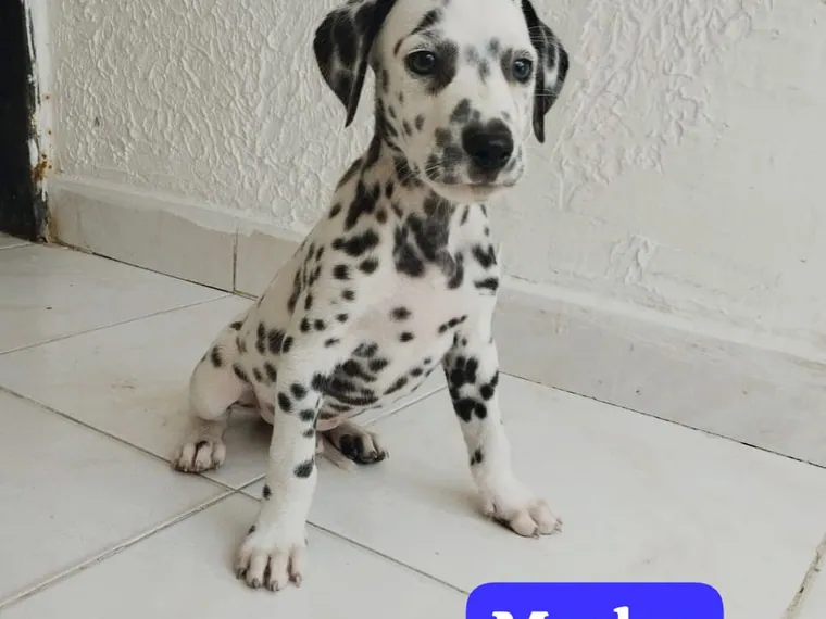 Dálmata de raza pura en casa — Mascooriente