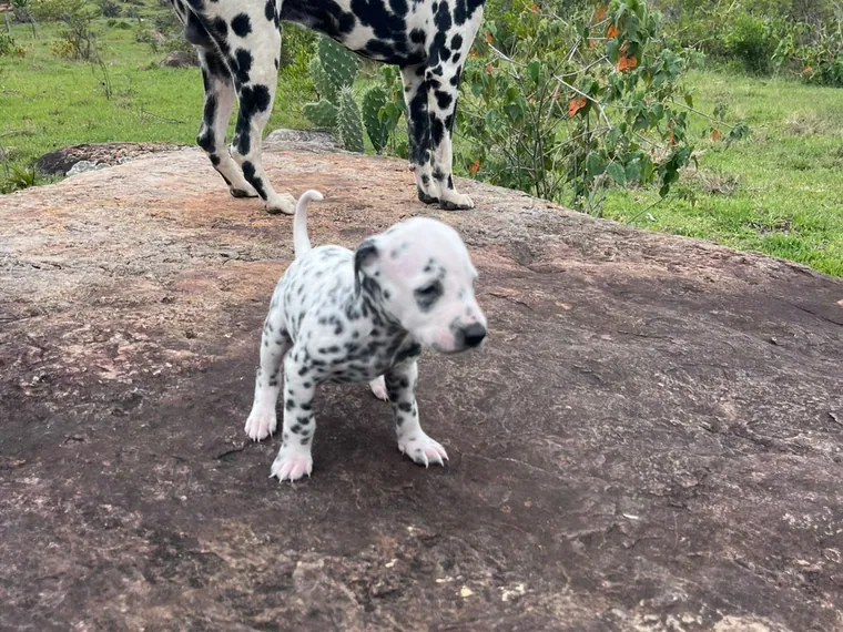 Dálmata de raza pura — Mascooriente