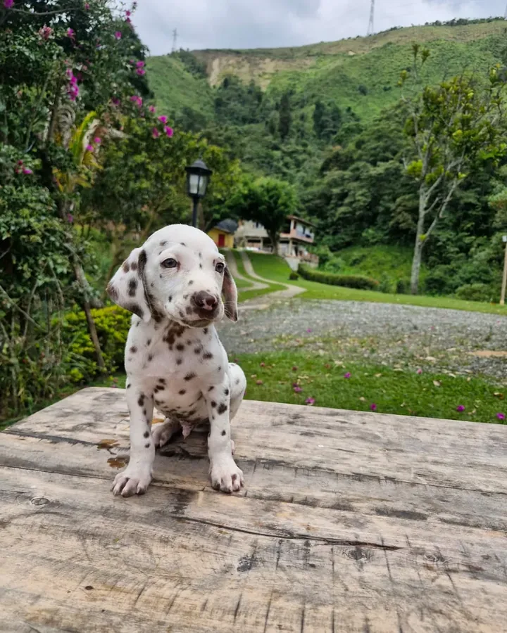 Dálmata de raza pura — Mascooriente