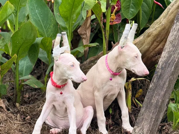 Doberman — carácter y personalidad