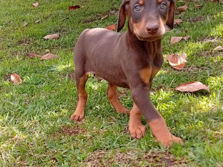 Doberman — cuidados