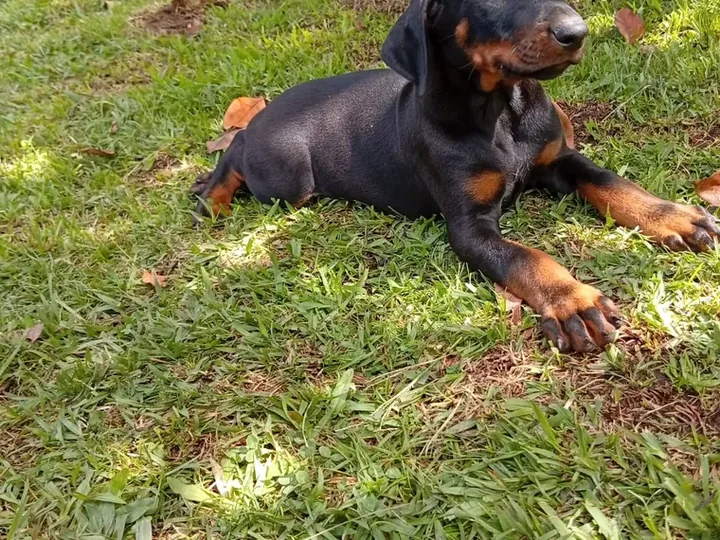 Doberman de raza pura en casa — Mascooriente