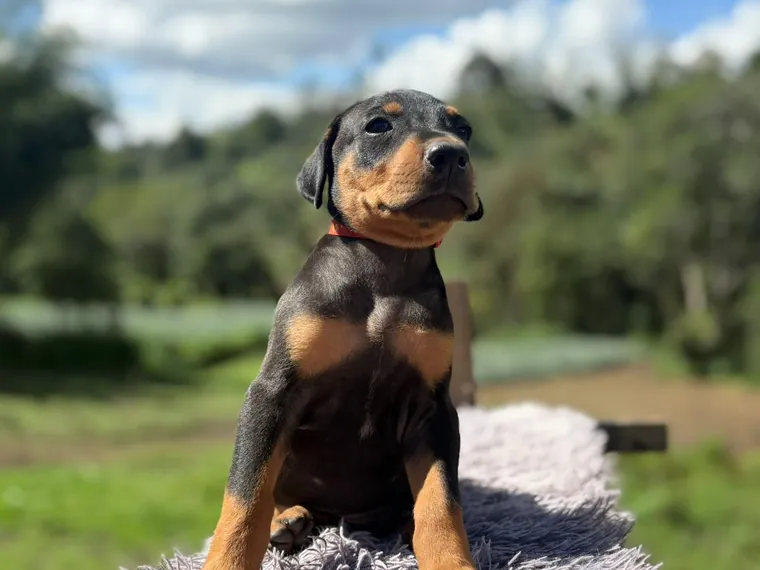 Doberman de raza pura — Mascooriente