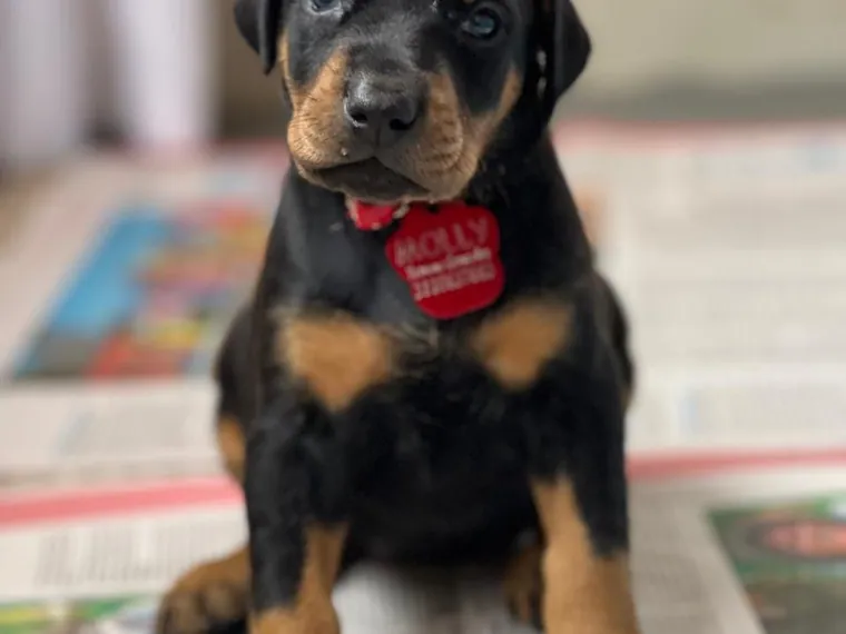 Doberman de raza pura — Mascooriente