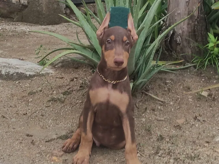 Doberman de raza pura — Mascooriente
