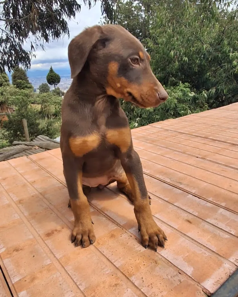 Doberman de raza pura — Mascooriente