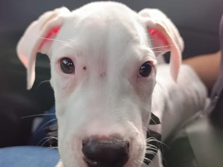 Dogo Argentino — carácter y personalidad