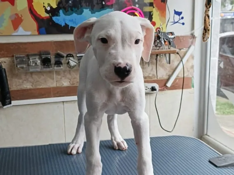 Dogo Argentino — cuidados