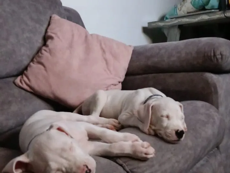 Dogo Argentino de raza pura en casa — Mascooriente