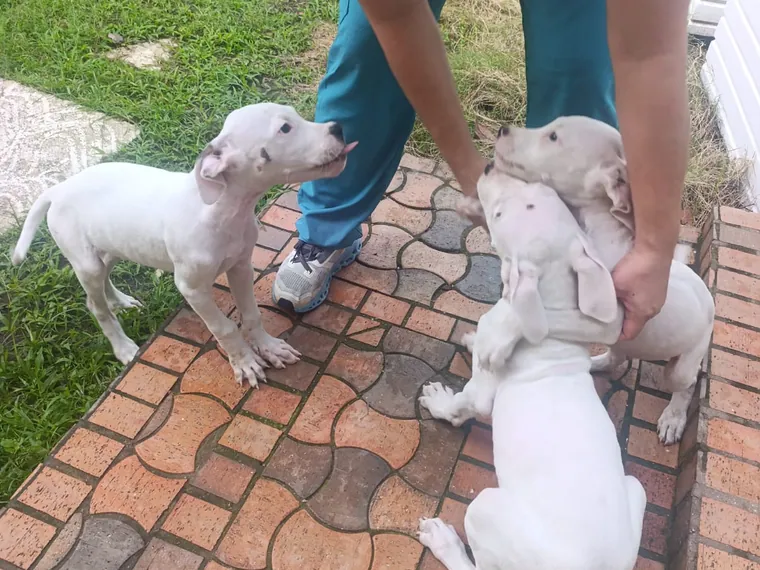 Dogo Argentino de raza pura — Mascooriente