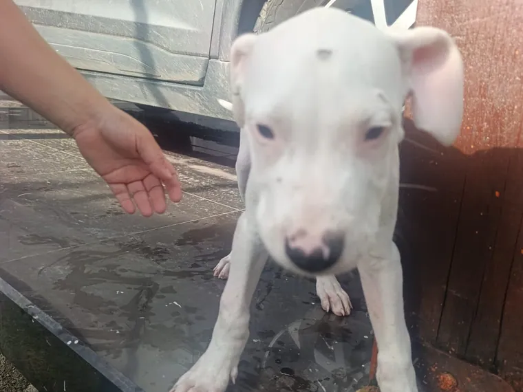 Dogo Argentino de raza pura — Mascooriente