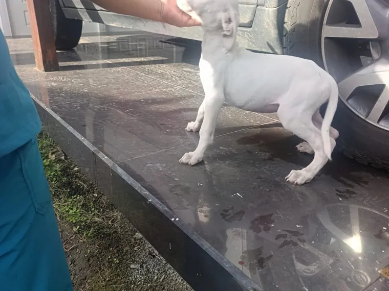 Dogo Argentino de raza pura — Mascooriente