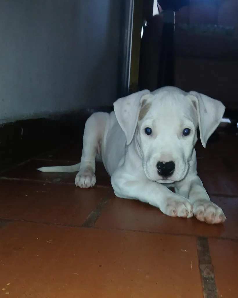 Dogo Argentino de raza pura — Mascooriente