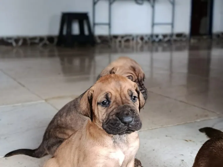 Fila Brasilero — cuidados
