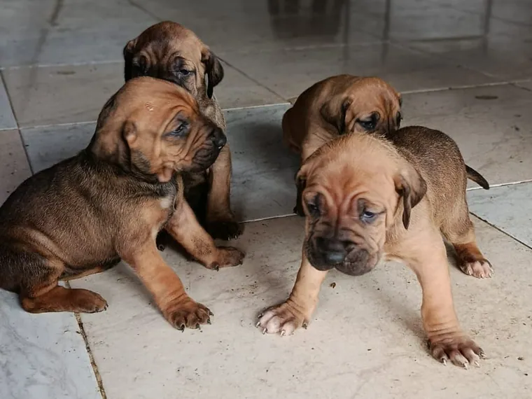Fila Brasilero de raza pura en casa — Mascooriente